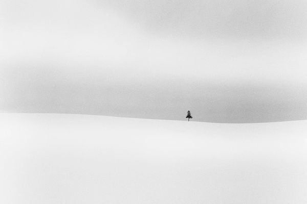 A solitary tree stands on a vast snowy landscape under a cloudy sky.