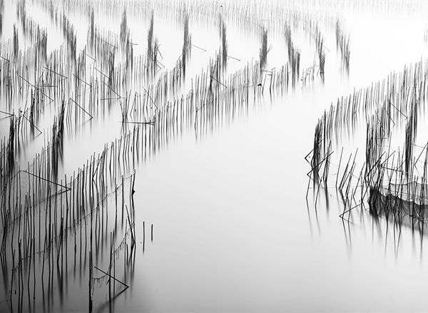 Black and white photo of bamboo sticks reflected in calm water.