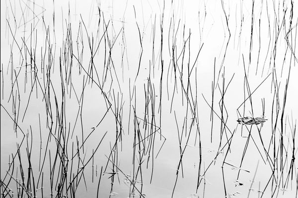Thin reeds reflect on calm water surface in black and white.