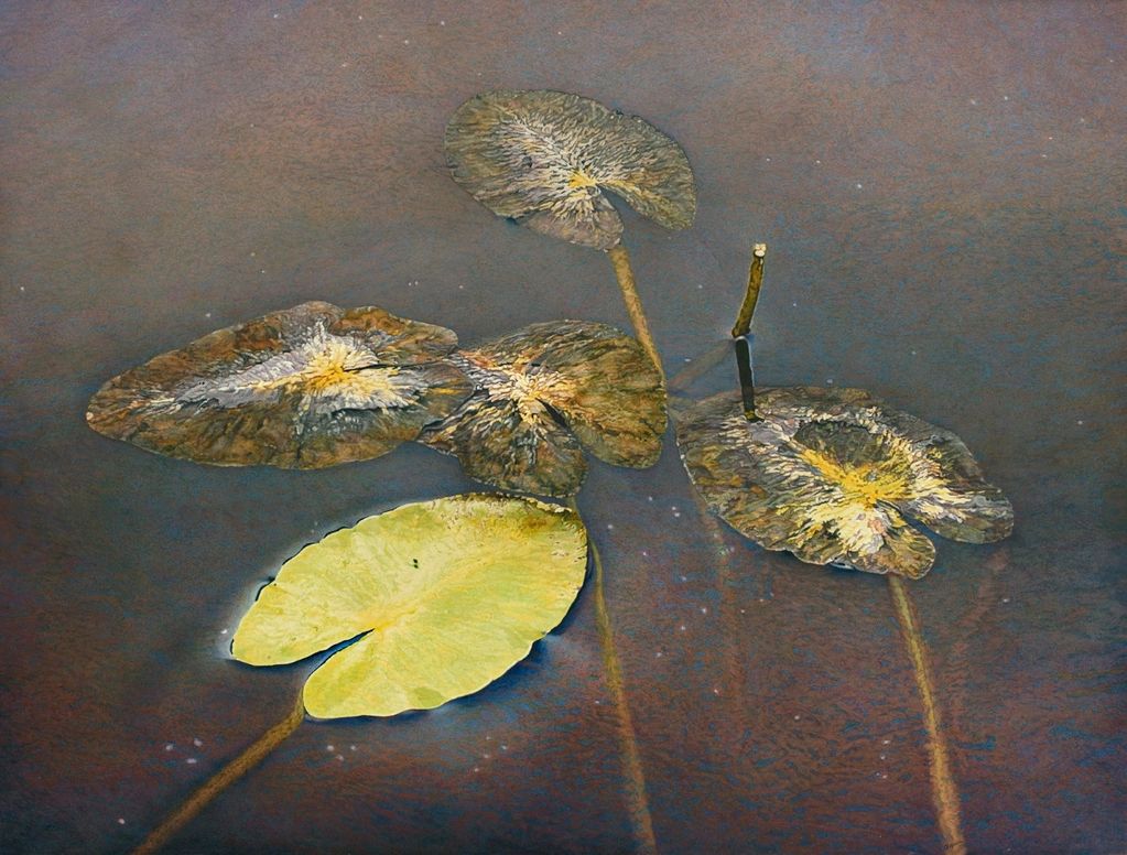 Painting "Five Lily Pads"  