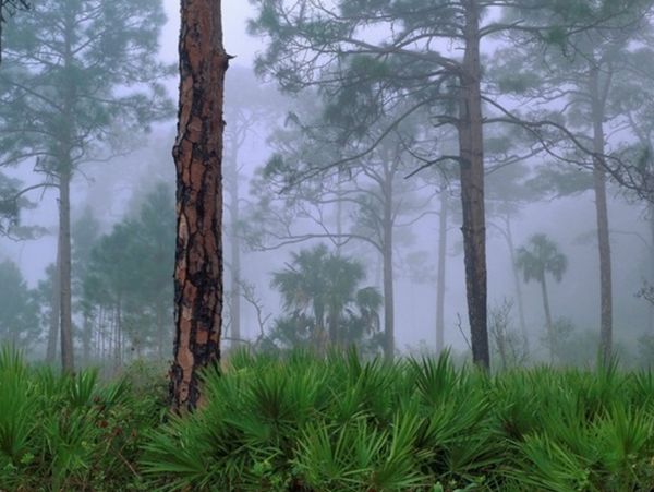 Saw Palmetto & Dade County Pine