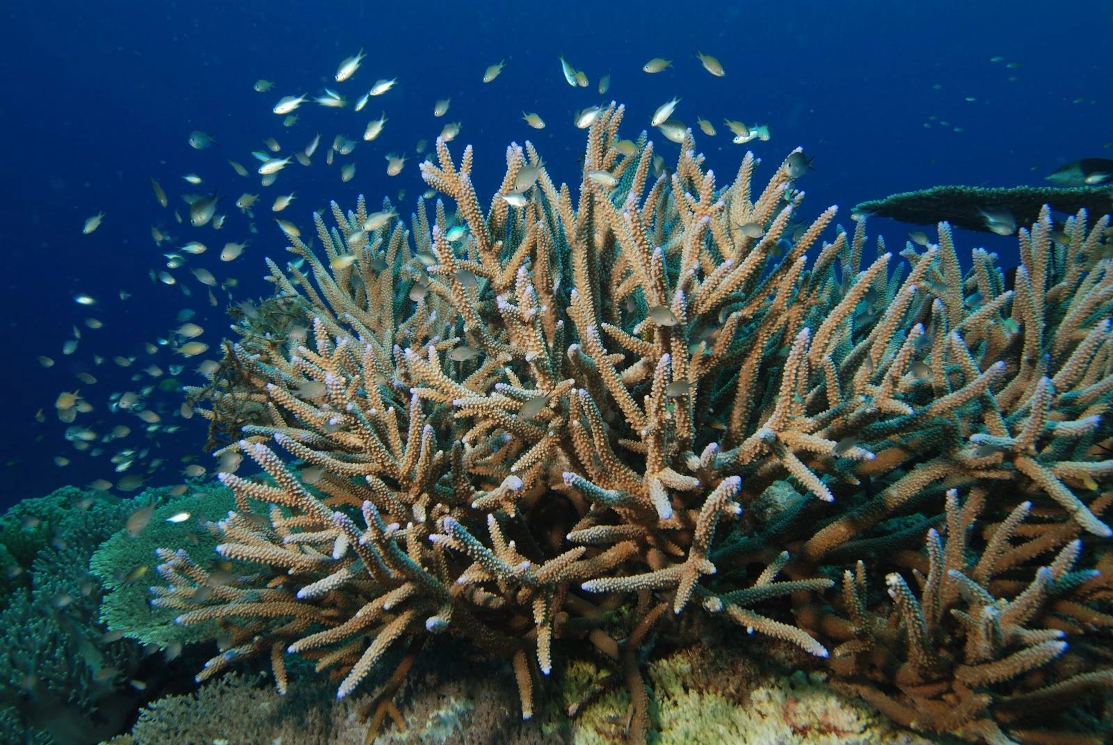 Endangered Species : Staghorn Coral