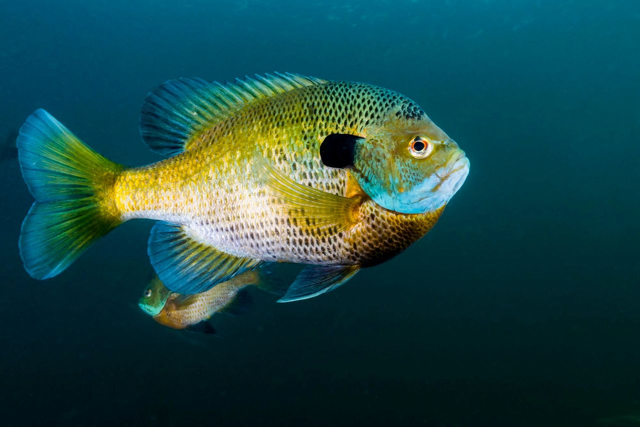 Freshwater Series: Bluegill Sunfish