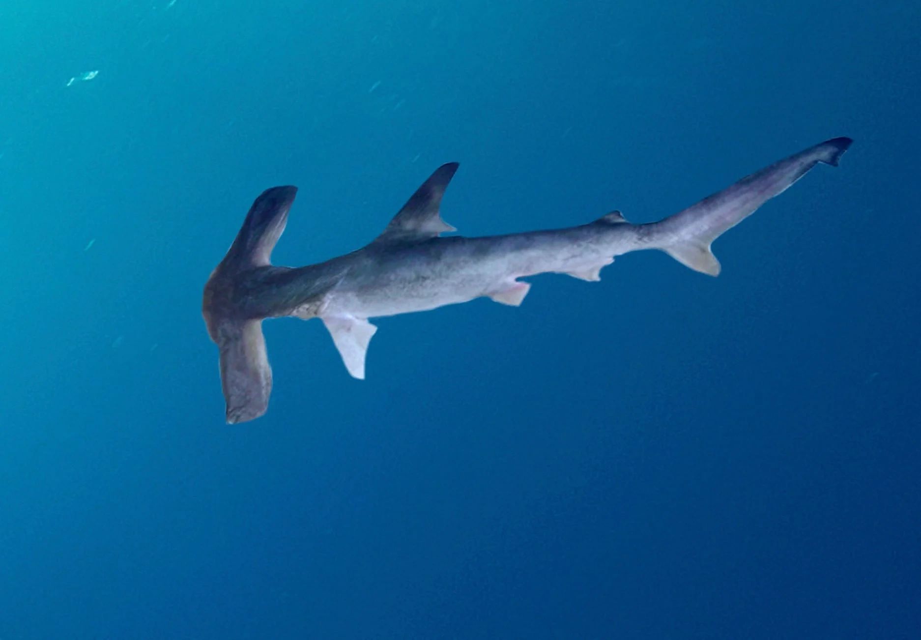 Endangered Species: Winghead Shark