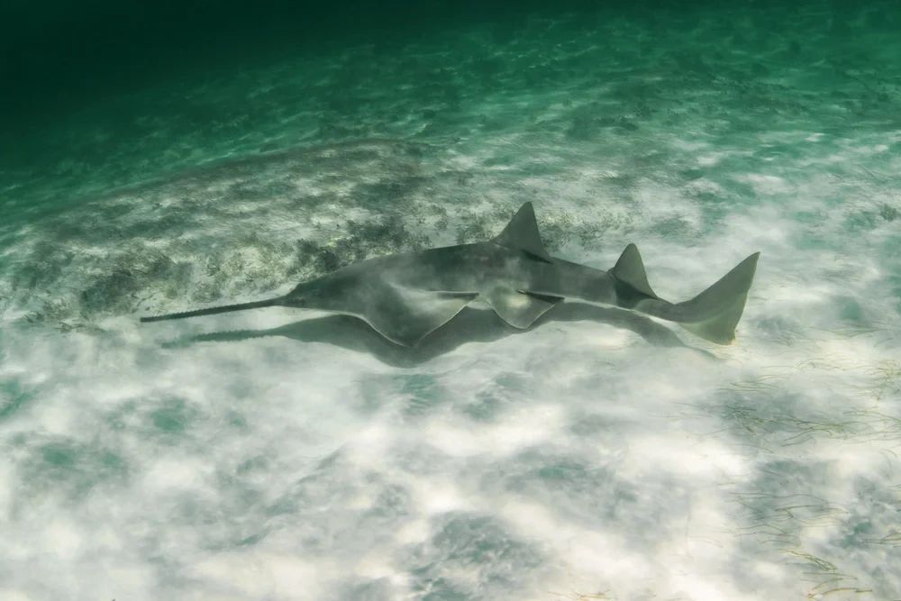 Small Tooth Fish Endangered Species: Smalltooth Sawfish