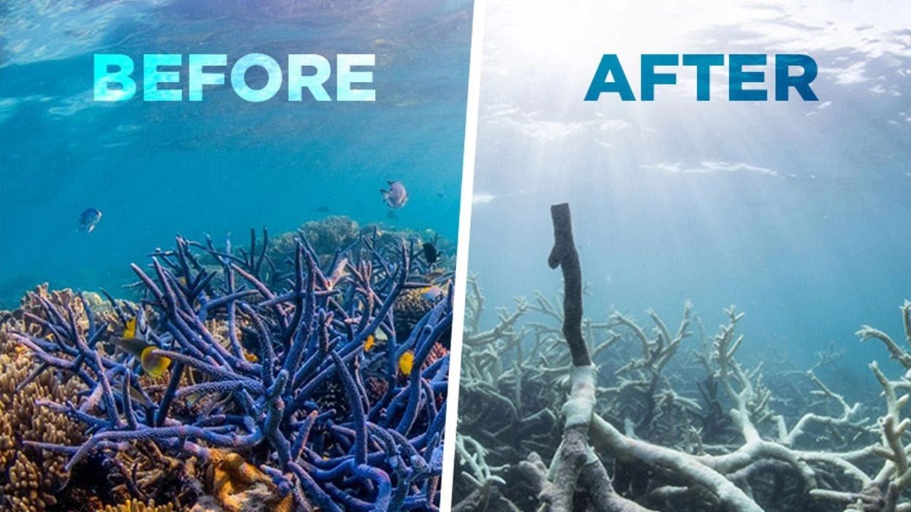 Endangered Species : Staghorn Coral