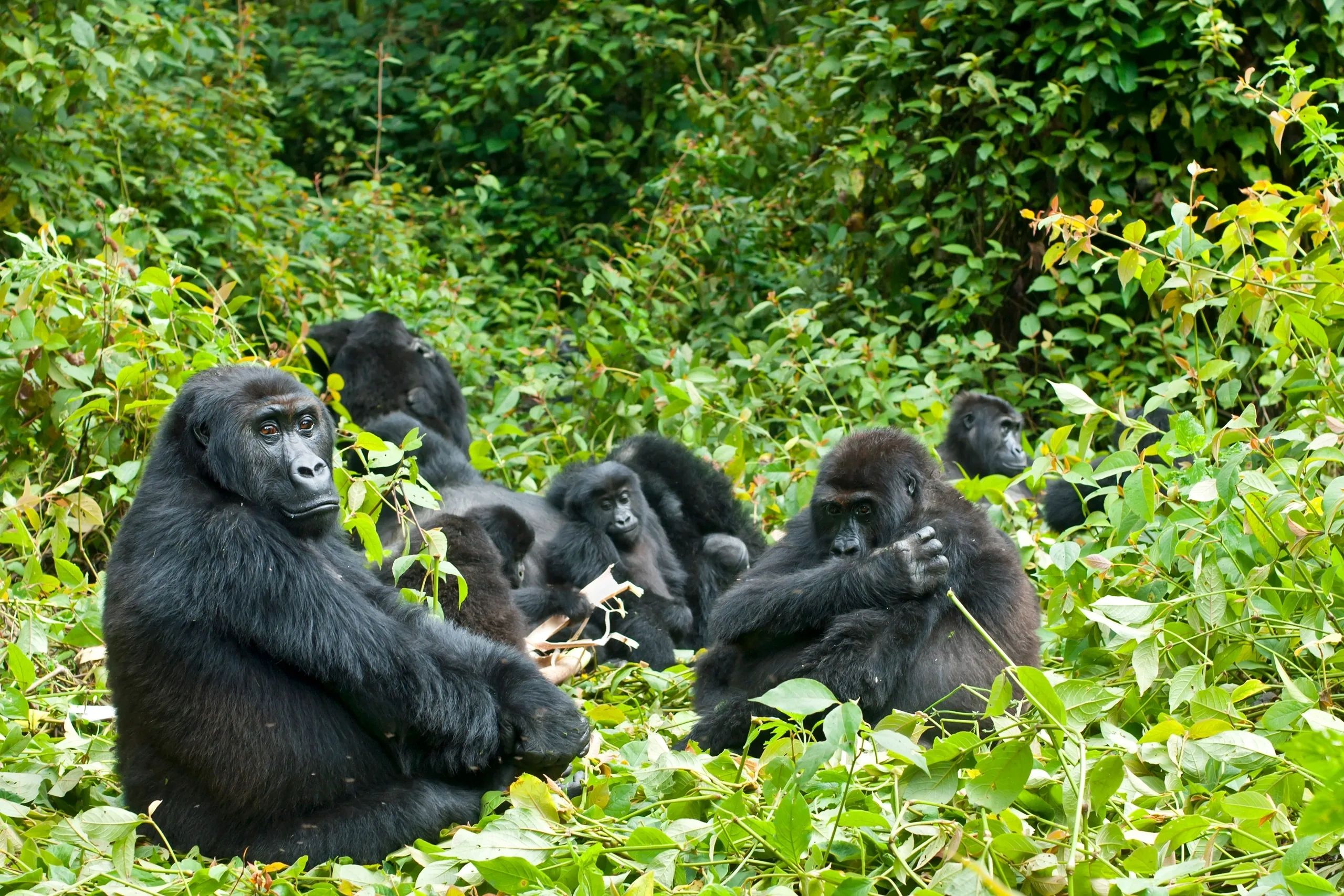 A close-up of a black gorilla in a green natural setting.