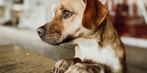 A small brown dog sitting in a chair with his front paws on top of a table.