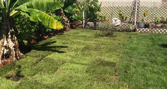 Empire Zosyia sod fresh cut and installed within hours of being cut fresh sod. Bradenton Sarasota 