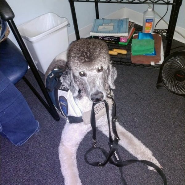 service dog in doctors office picking up leash