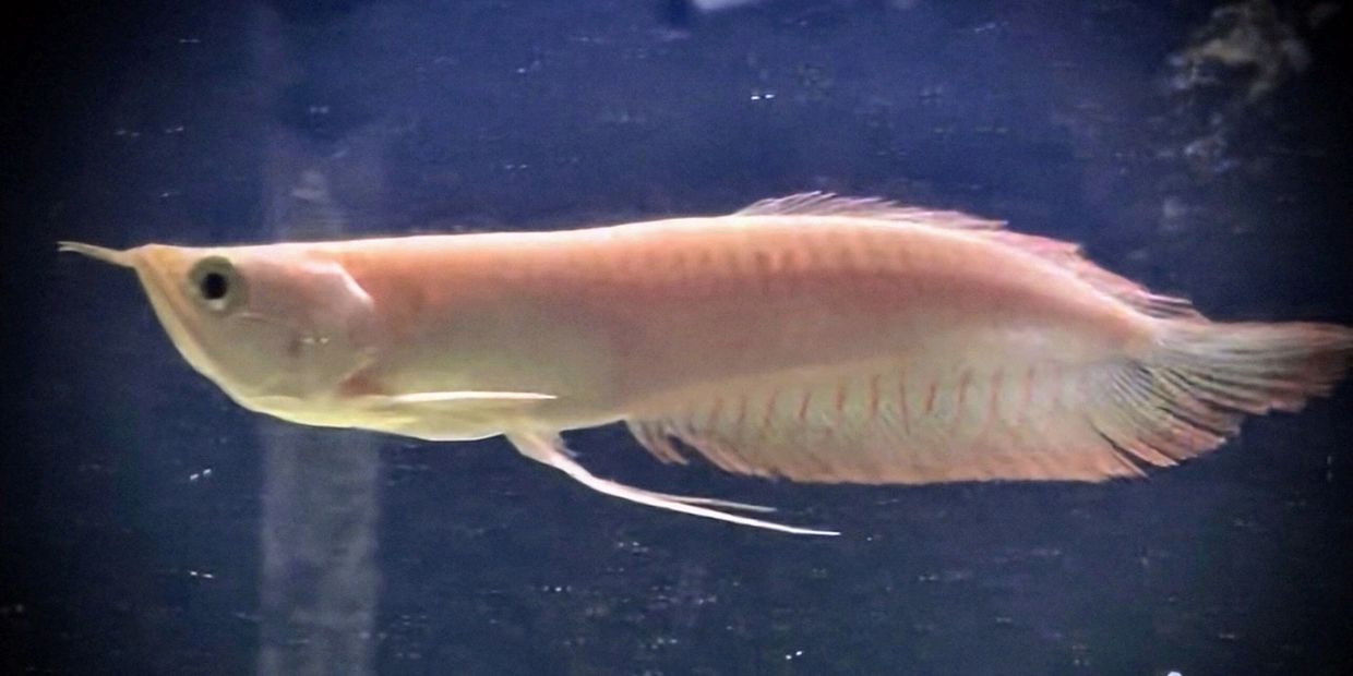 A pale pink arowana fish swimming in an aquarium.