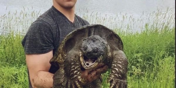 Young man holding a large snapping turtle near a lake.