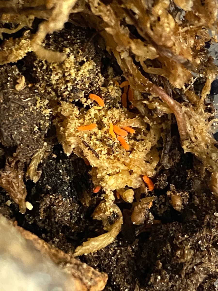 Bilobella Aurantiaca Orange Springtails