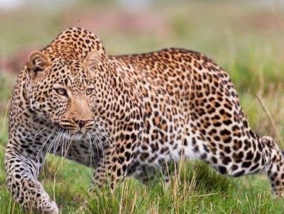 Look amotekun leopard logo