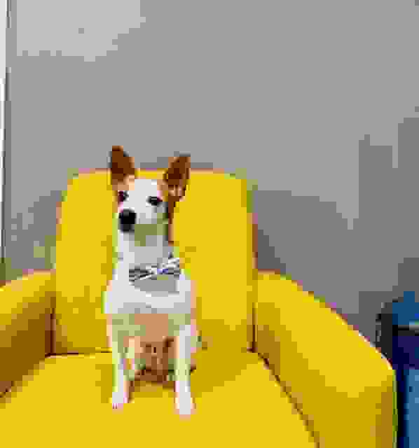 About Us Pet Vacations Irmo