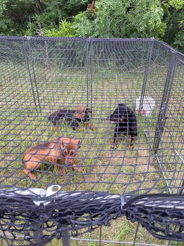Three puppies inside a secure outdoor enclosure on grass.