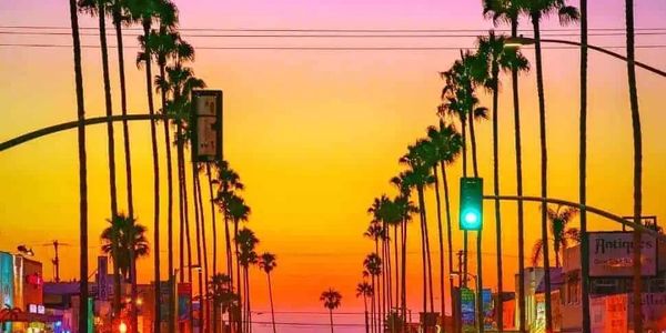 Palm trees lining the way to the beach.