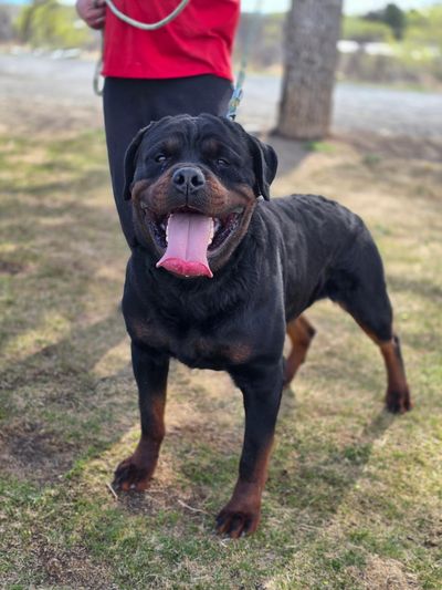Premium stud rottweiler available in Las Vegas, NV