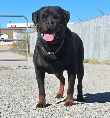 Happy Rottweiler standing on gravel with tongue out.