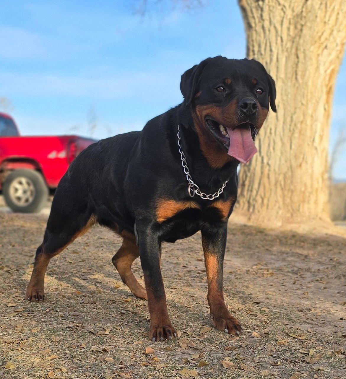 Male vs. Female Rottweilers: The Difference (With Pictures) – Dogster, image size:1171x1283