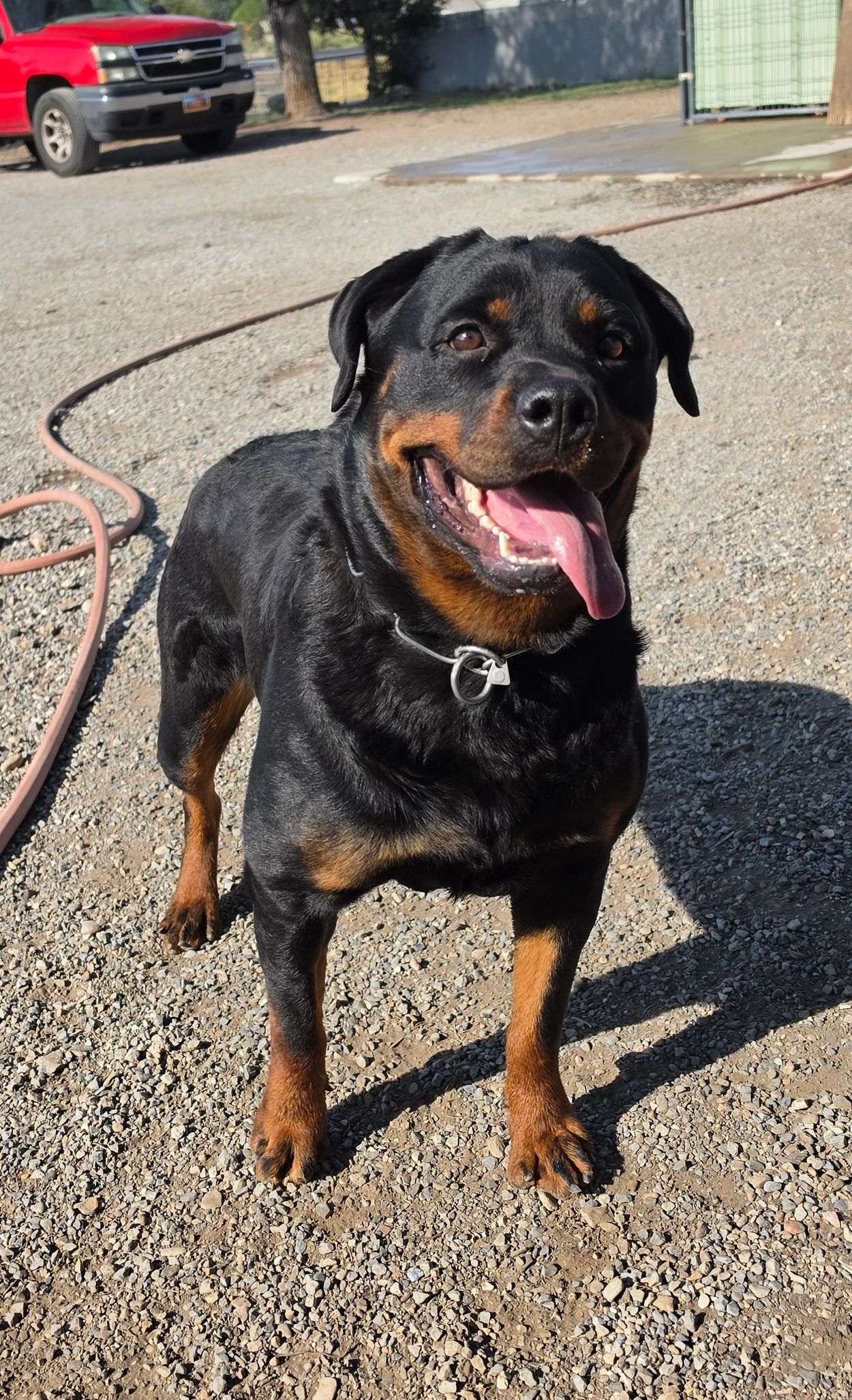 Happy Rottweiler dog standing outdoors.