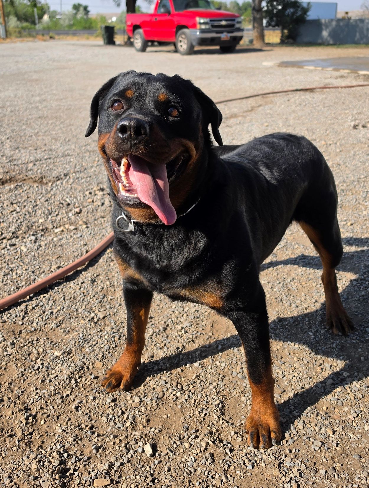 Happy Rottweiler dog standing outdoors on gravel.