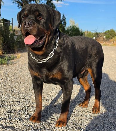 Rottweiler standing on gravel with tongue out.