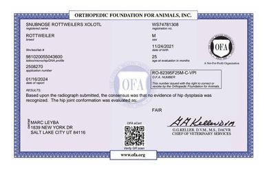 Orthopedic Foundation for Animals certificate for a Rottweiler.