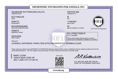 Orthopedic Foundation for Animals certification for a Rottweiler.