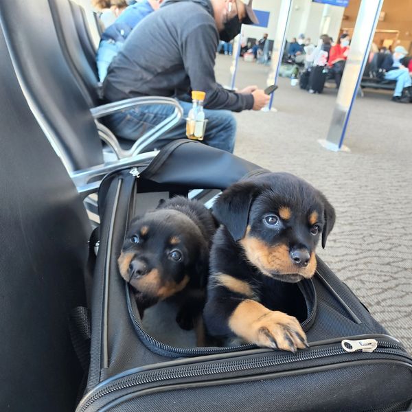 We deliver Rottweiler puppies for sale to Idaho, Nevada, Arizona, Colorado, and entire US for free.