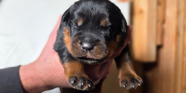 Rottweiler puppies for sale serving Boise, ID