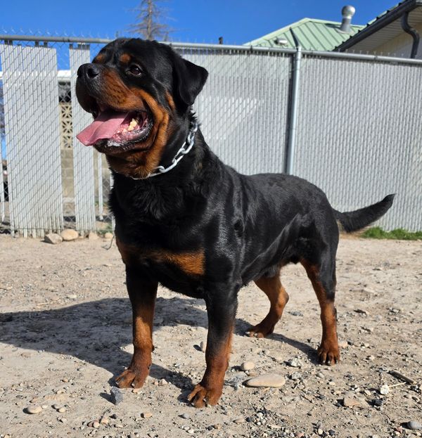German Rottweiler breeder with available Rottweiler puppies with free delivery nationwide. 