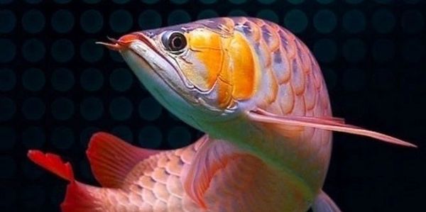 Colorful arowana fish with vibrant scales and fins swimming.