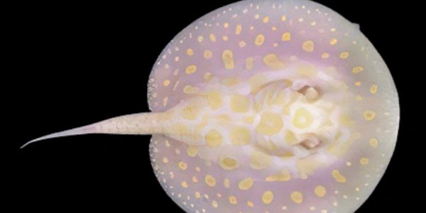 Top view of a spotted stingray with a pale pink body and yellow spots against a black background.
