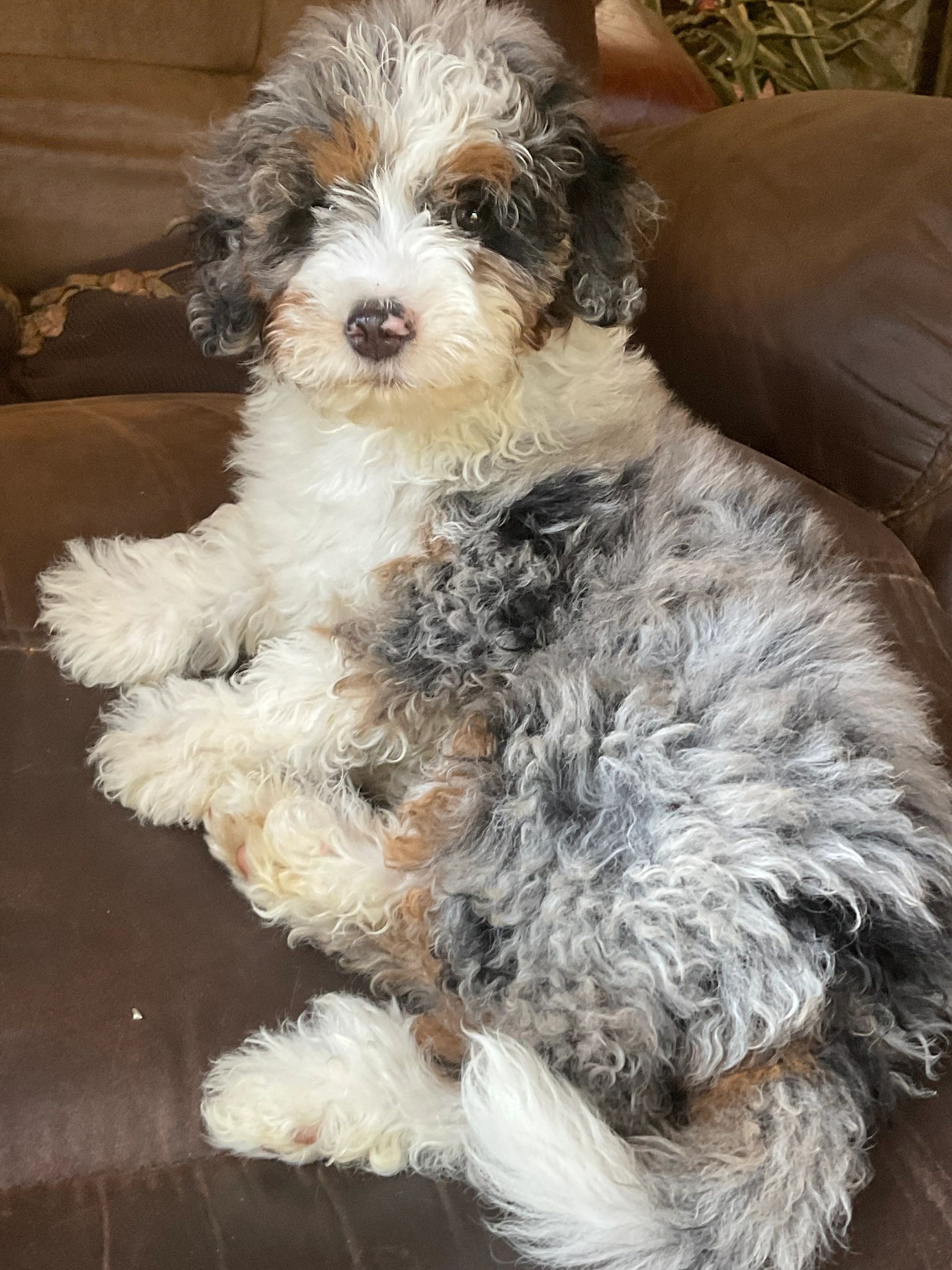 Our darling Primrose..