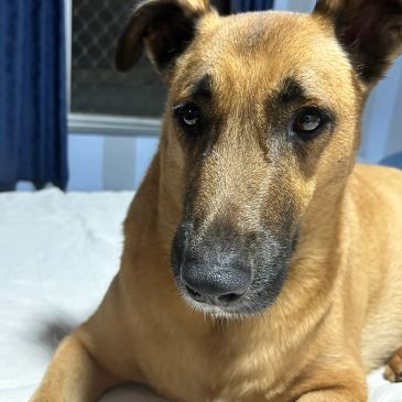 Close-up of a brown dog lying down.