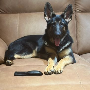 German Shepherd lounging on a couch with a remote.