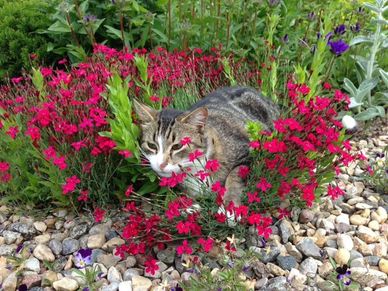 Rey in the flower bed.