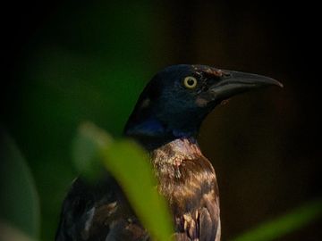 A Grackle bird is standing with yellow piercing eyes.