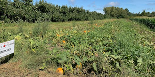 Clarke's Family Farm - Organic Apples, Pumpkins