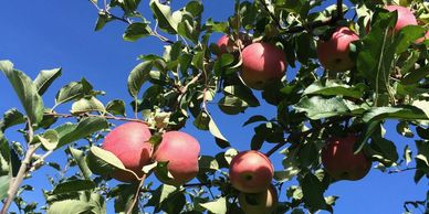 Clarke's Family Farm - Organic Apples, Pumpkins