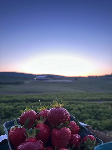freshly picked strawberries in a field