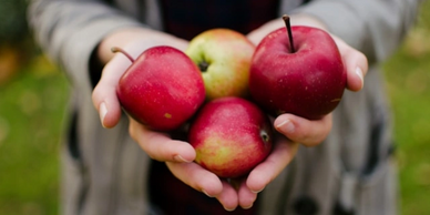 apples, fresh, pick your own