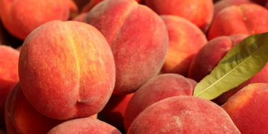 peaches, juicy peaches, pick your own peaches, peach fuzz