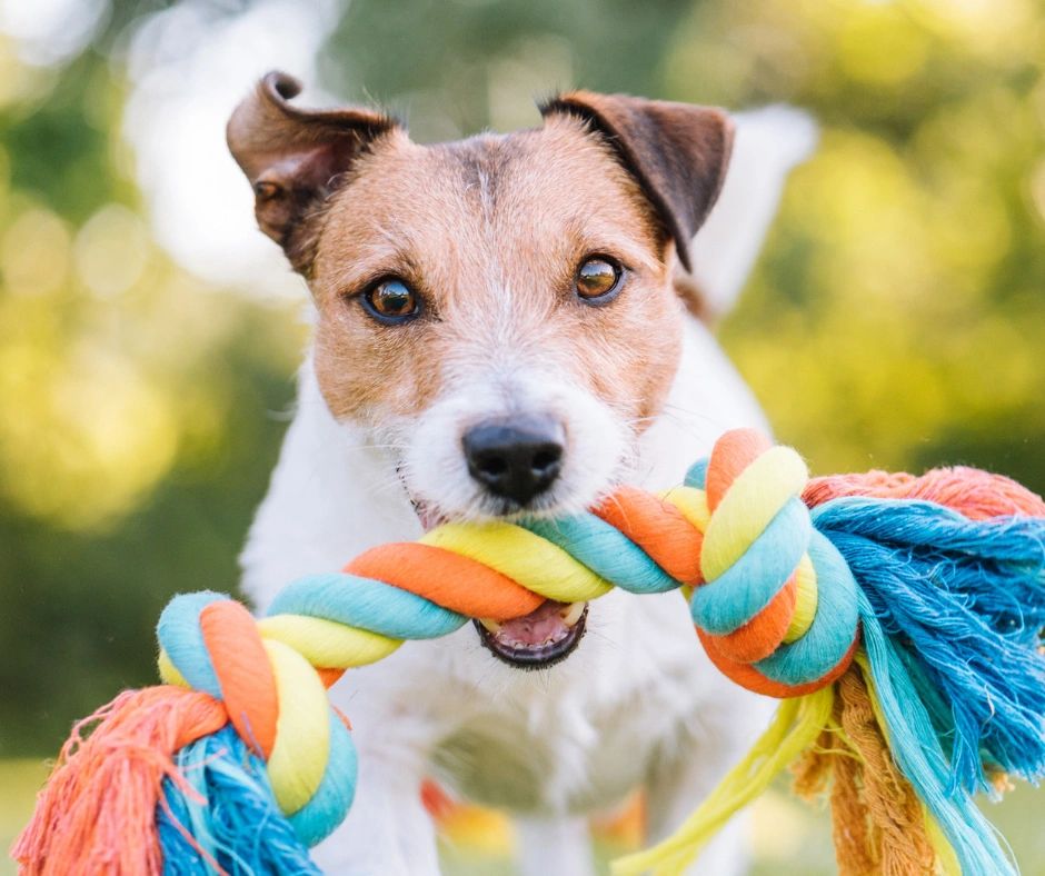 why-does-my-dog-not-play-fetch
