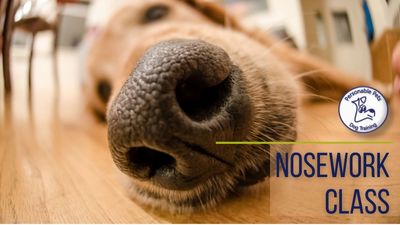 Nosework For Dogs