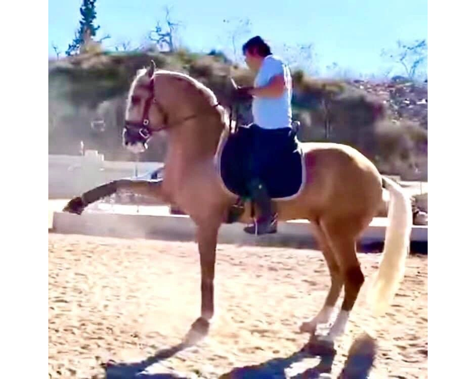 Spanish Horses Canada