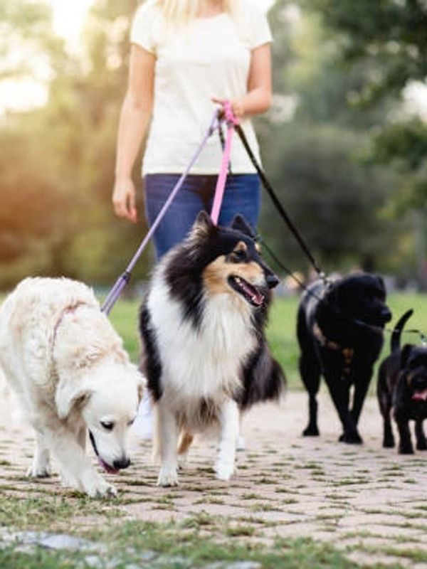 Picture of a lady walking four dogs on leashes.