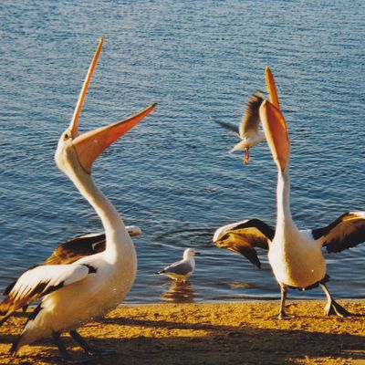 Pelicans on shoreline with their large beaks open as if singing