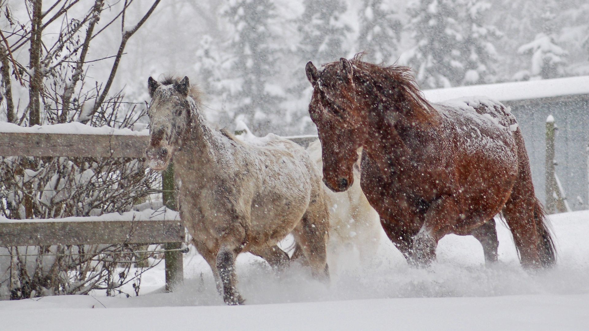 HORSES IN COLD WEATHER